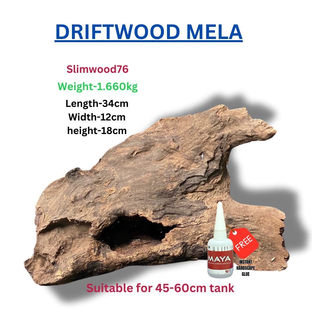 Driftwood BRANCHWOOD 076