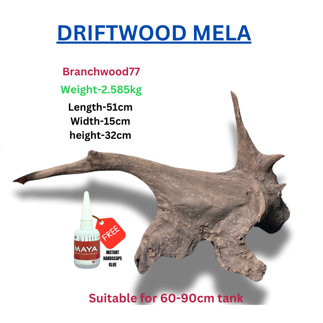 Driftwood BRANCHWOOD 077