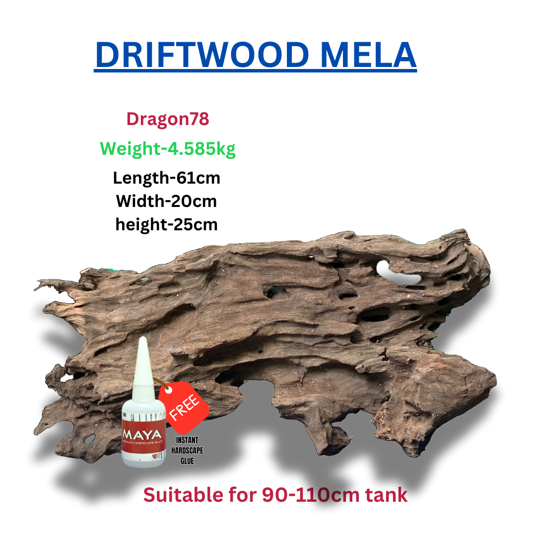 Driftwood BRANCHWOOD 078