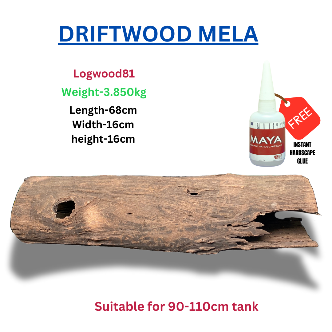 Driftwood BRANCHWOOD 081