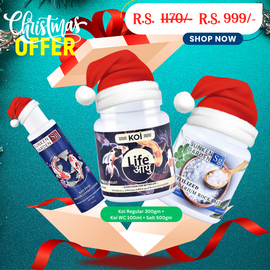 Koi Regular Christmas Combo – 300g