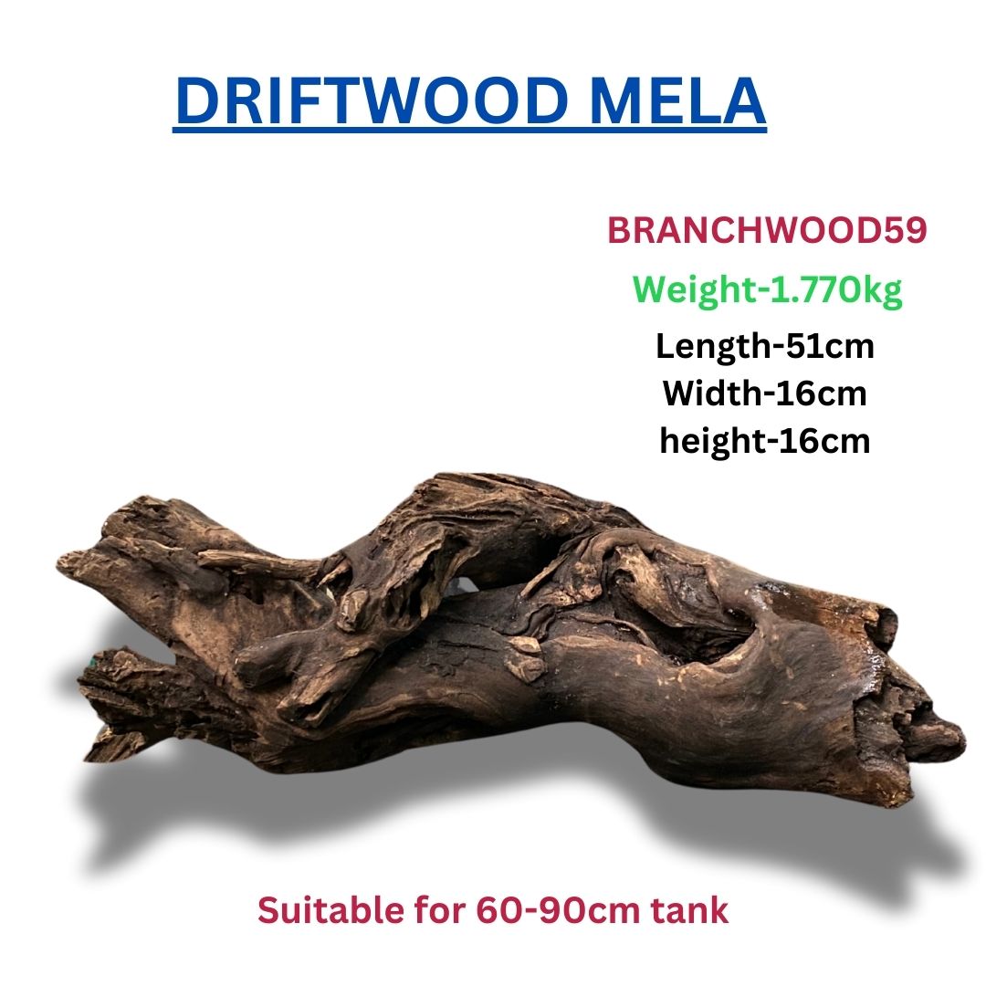 Driftwood Branchwood 59