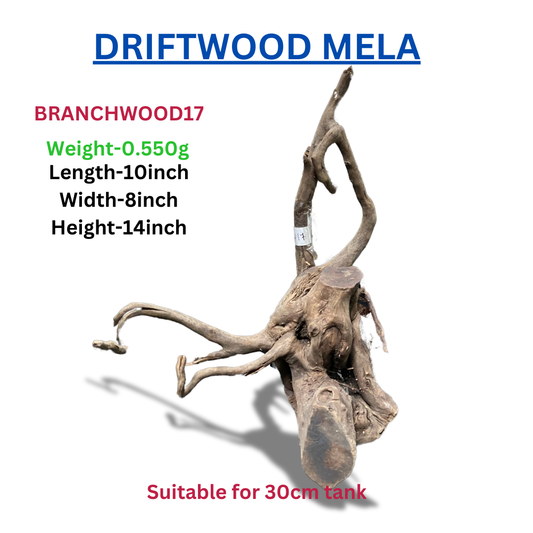 Driftwood Branchwood17