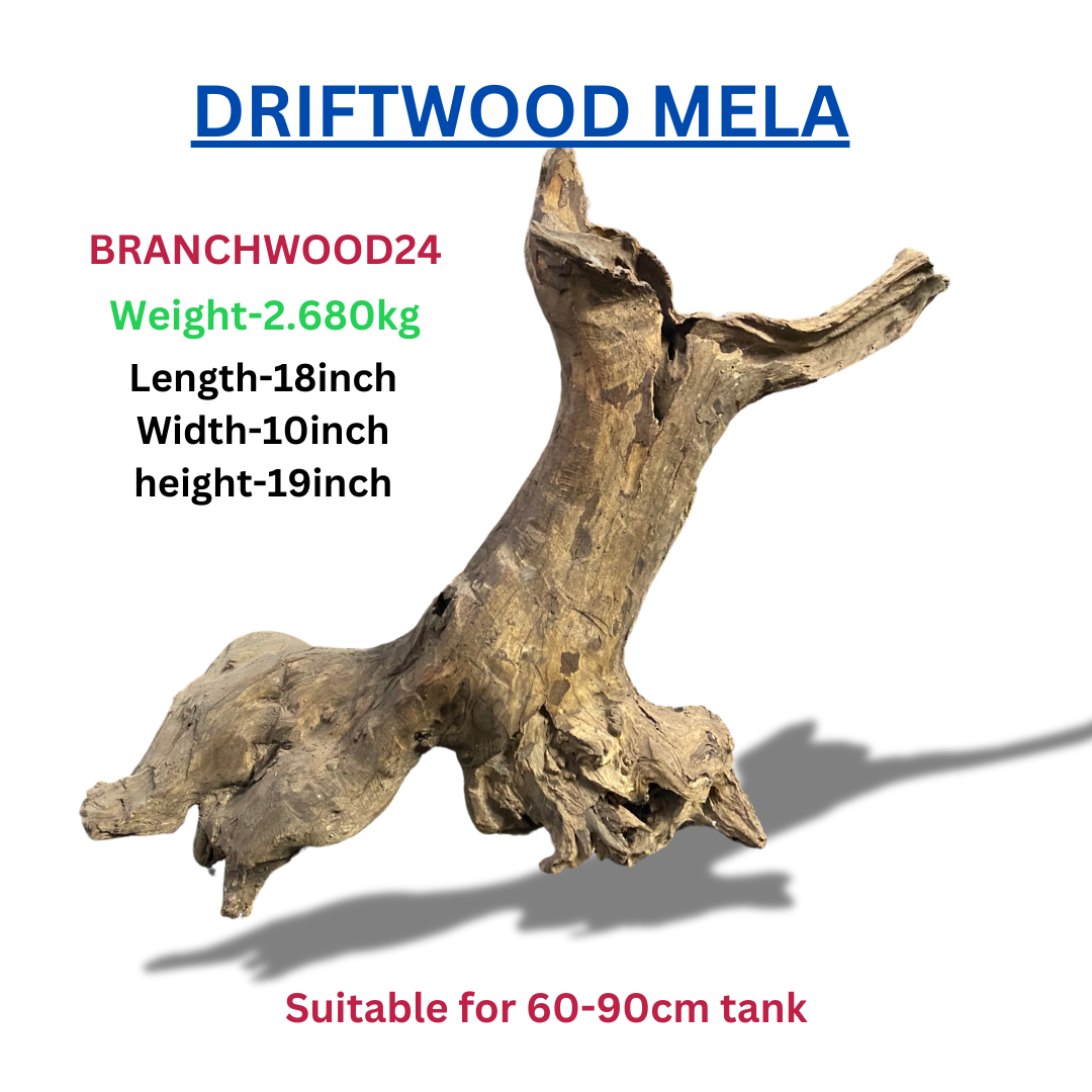 Driftwood Branchwood24