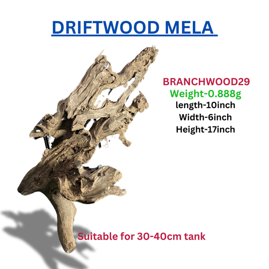 Driftwood Branchwood29