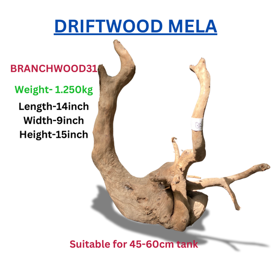 Driftwood Branchwood31