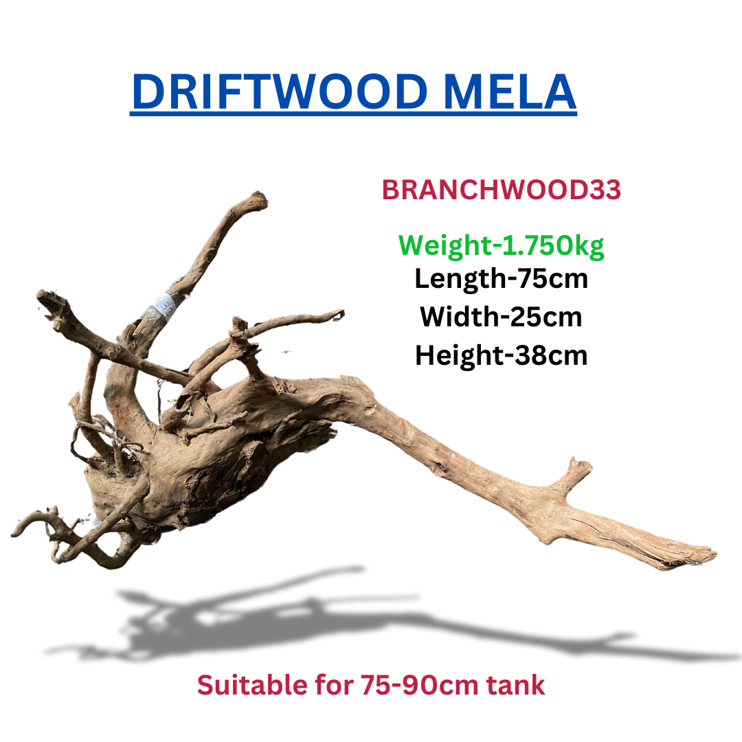 Driftwood Branchwood33