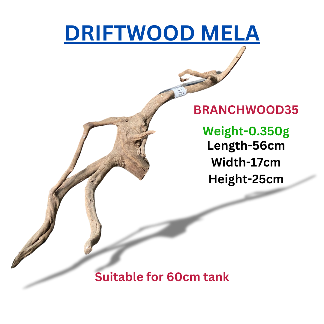 Driftwood Branchwood35