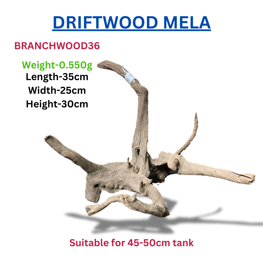 Driftwood Branchwood36