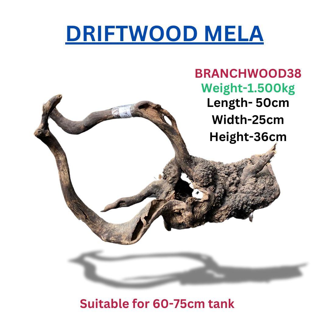 Driftwood  Branchwood38