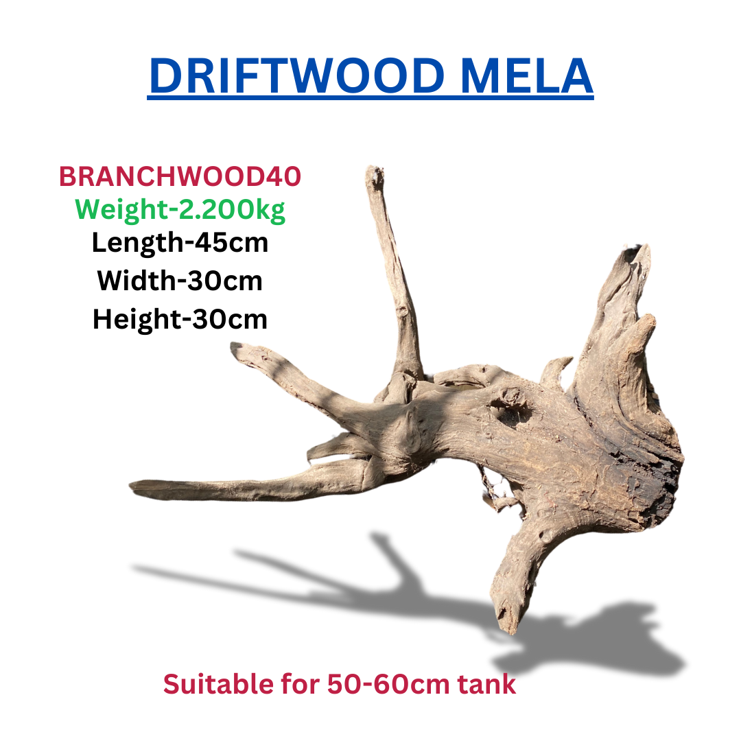 Driftwood  Branchwood40