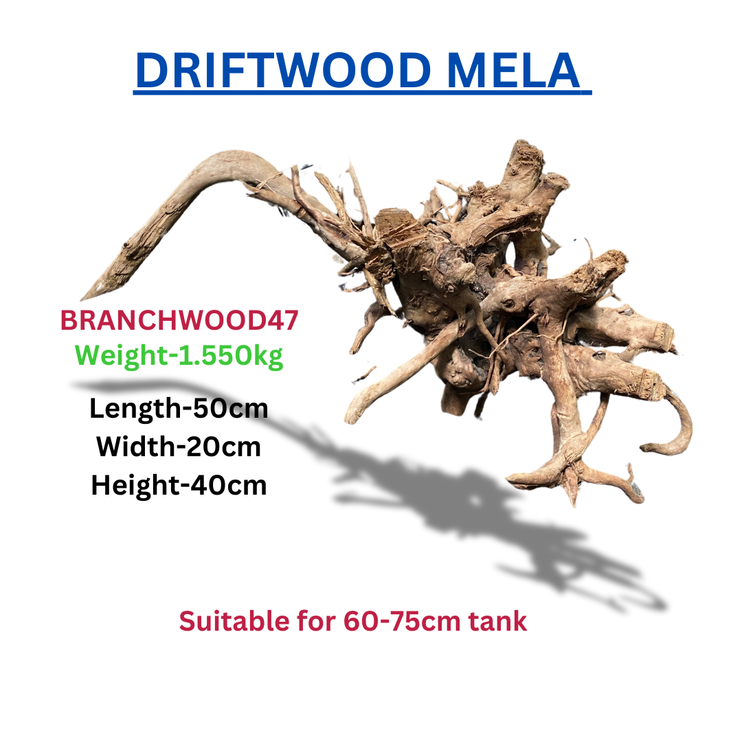 Driftwood Branchwood 47