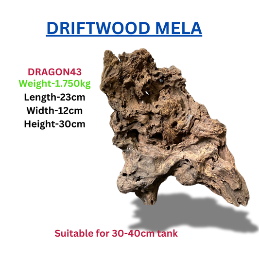 Driftwood Dragonwood43