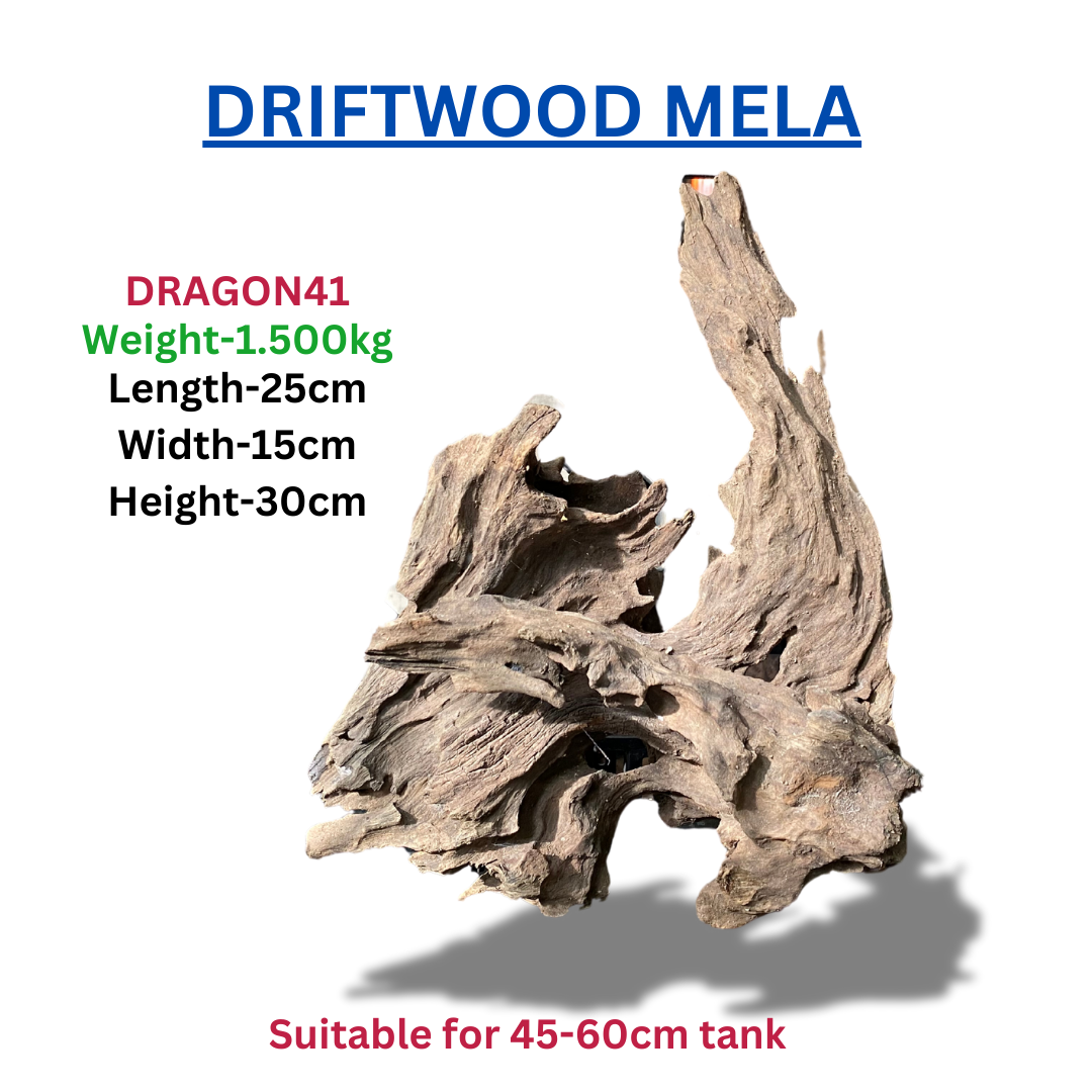 Driftwood Dragonwood41