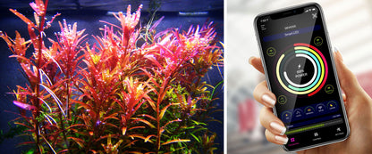 NemoLight Extreme Series II | Saltwater or Marine Light