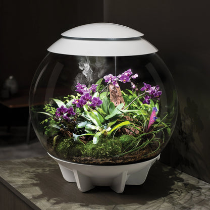 OASE biOrb AIR 60 Automatic LED Terrarium & Humidity System – 60 L Tropical Plant Ecosystem – Perfect for Indian Interiors