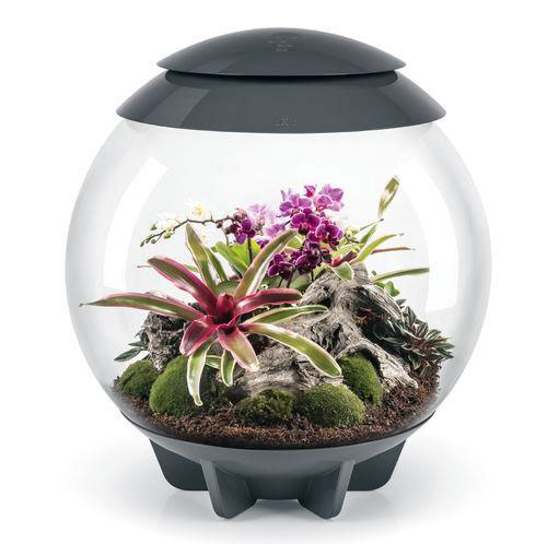 OASE biOrb AIR 60 Automatic LED Terrarium & Humidity System – 60 L Tropical Plant Ecosystem – Perfect for Indian Interiors