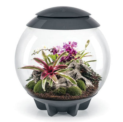 OASE biOrb AIR 60 Automatic LED Terrarium & Humidity System – 60 L Tropical Plant Ecosystem – Perfect for Indian Interiors