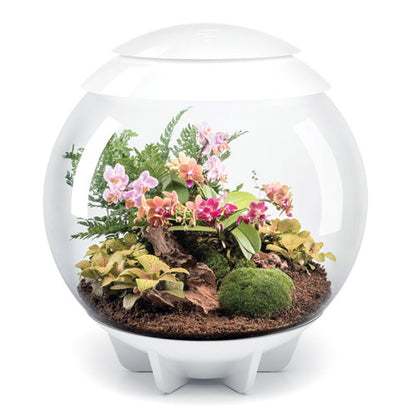 OASE biOrb AIR 60 Automatic LED Terrarium & Humidity System – 60 L Tropical Plant Ecosystem – Perfect for Indian Interiors