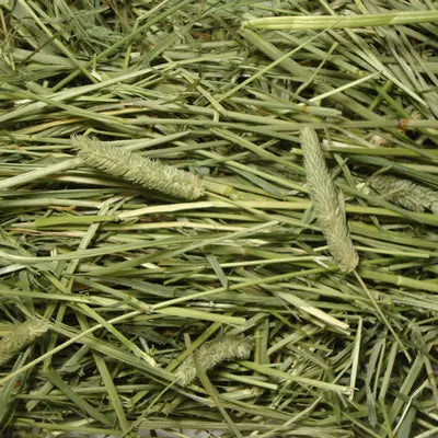 INR'S Farm Fresh Premium Timothy Hay for Guineapigs