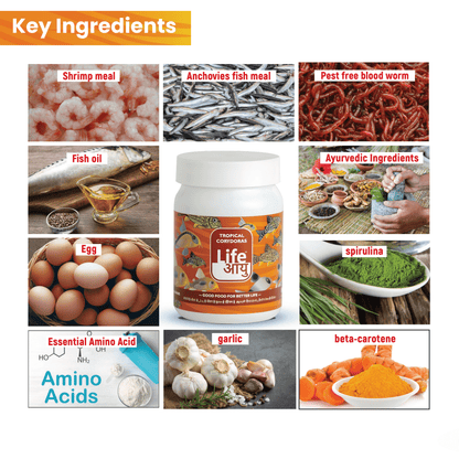 Life Aayu Tropical Corydoras Fish Food – 45g | Immunity & Metabolism Booster | Ayurvedic Handmade Feed
